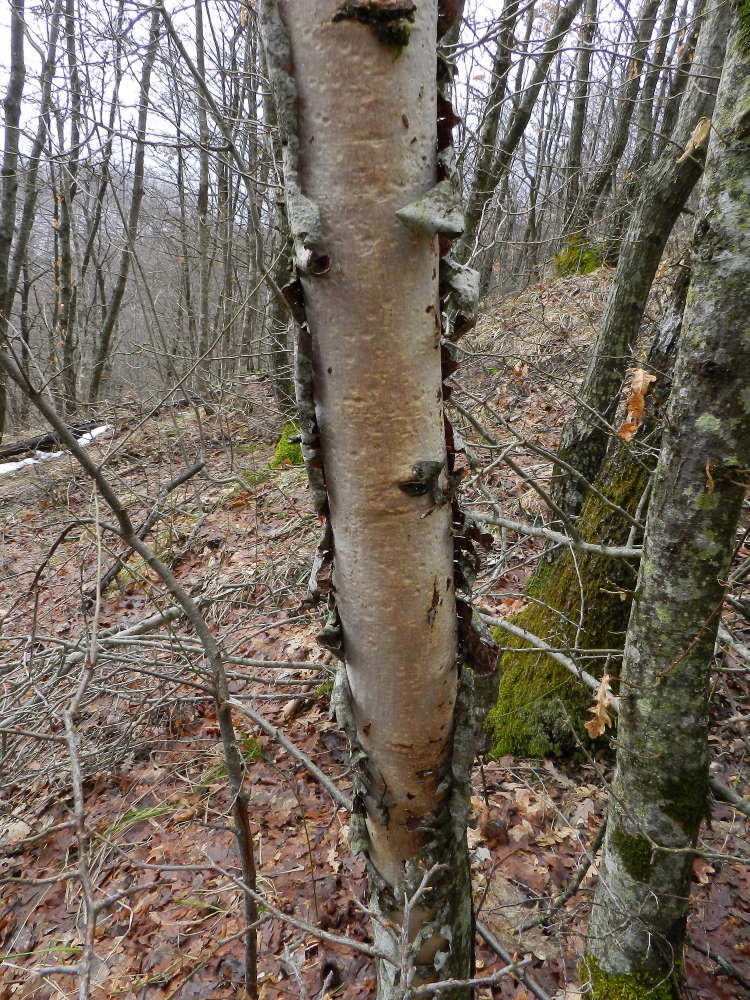 Vuilleminia 2 (Vuilleminia comedens)
